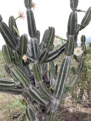 Cereus stenogonus
