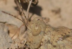 Sphingonotus rubescens