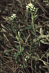 Cochlearia anglica