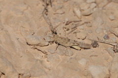 Sphingonotus rubescens