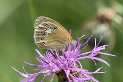 Coenonympha glycerion
