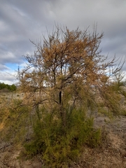 Tamarix
