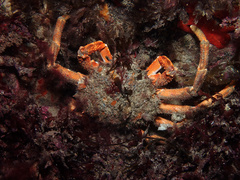 Maja brachydactyla