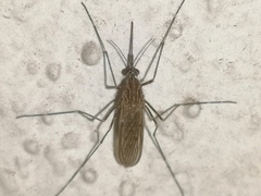 Culiseta longiareolata