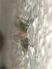 Culiseta longiareolata