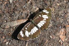 Neptis rivularis