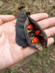 Fabaceae