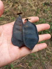 Fabaceae