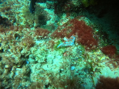 Miamira flavicostata