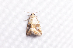 Maliattha amorpha