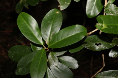 Croton acronychioides
