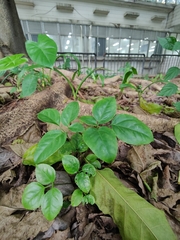 Heteropanax fragrans