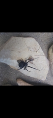 Latrodectus tredecimguttatus
