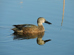 Cape Shoveler photo 3