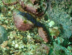 Pteraeolidia ianthina