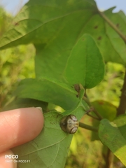 Cyrtarachne inaequalis