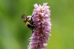 Volucella bombylans