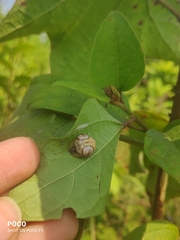 Cyrtarachne inaequalis