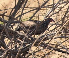 Pternistis swainsonii swainsonii