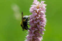 Volucella bombylans