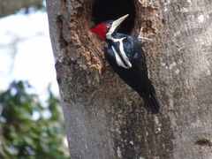 Campephilus melanoleucos