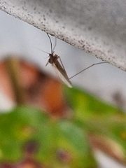 Trichocera annulata