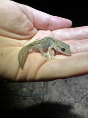 Diplodactylus vittatus