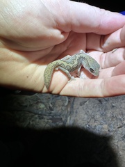 Diplodactylus vittatus