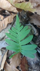 Polypodium cambricum