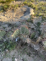 Opuntia tortispina