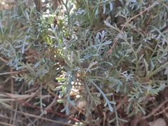 Artemisia caerulescens gallica