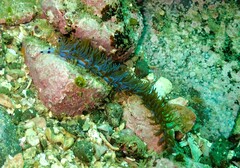 Pteraeolidia ianthina