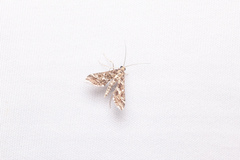 Diasemiopsis ramburialis