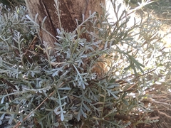 Artemisia caerulescens gallica