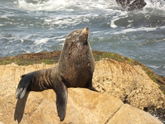 Arctocephalus australis