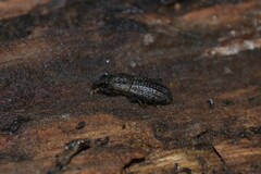Mitoplinthus caliginosus