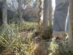 Artemisia caerulescens gallica