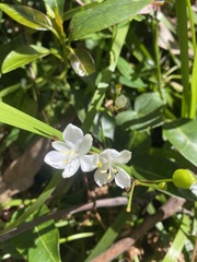 Libertia paniculata