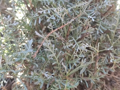 Artemisia caerulescens gallica