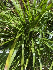 Libertia paniculata