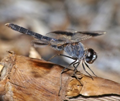 Brachythemis impartita