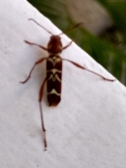 Neoclytus cacicus