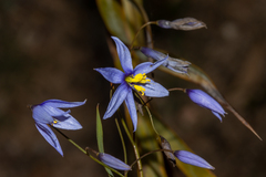 Stypandra glauca