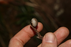 Doratifera vulnerans