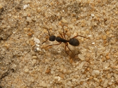 Camponotus rufipes