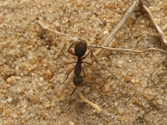 Camponotus rufipes