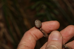 Doratifera vulnerans