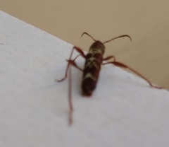 Neoclytus cacicus