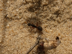 Camponotus rufipes