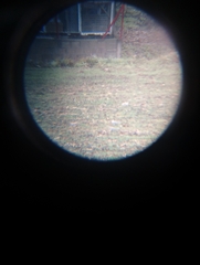 Streptopelia decaocto